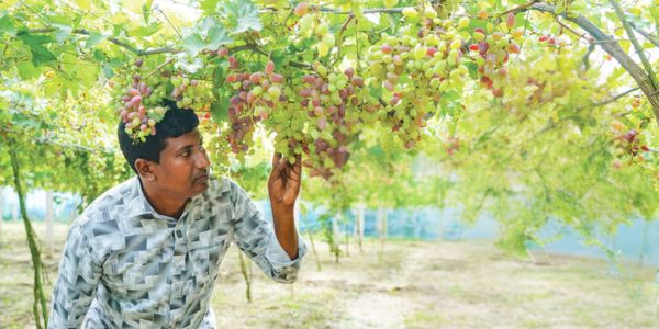বাণিজ্যিকভাবে আঙুর চাষে সফল আশরাফুল